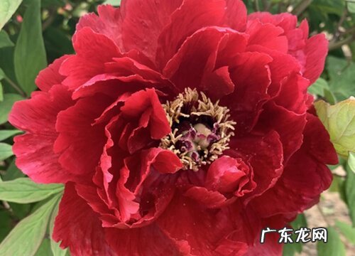 紫牡丹怎么养爆盆