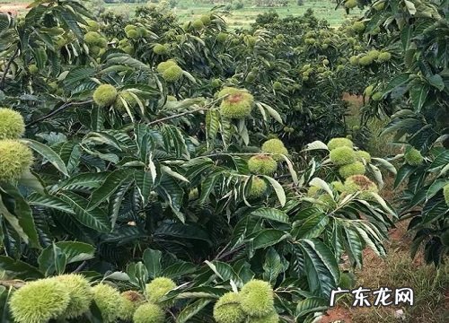 栗子树能活多少年