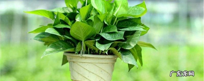 小花盆适合养什么?绿萝有助于改善室内空气质量