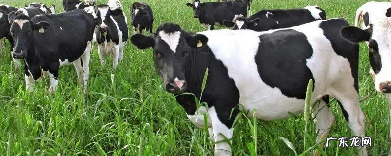 冬季奶牛冻伤的治疗方法,怎样预防冬季奶牛冻伤