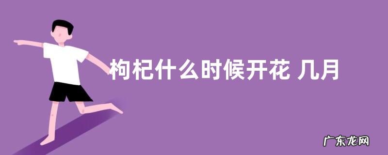 枸杞什么时候开花 几月份开花结果