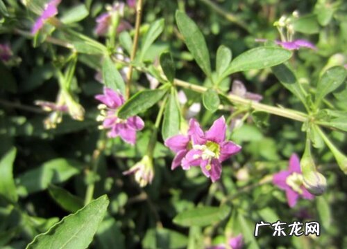 枸杞什么时候开花 几月份开花结果