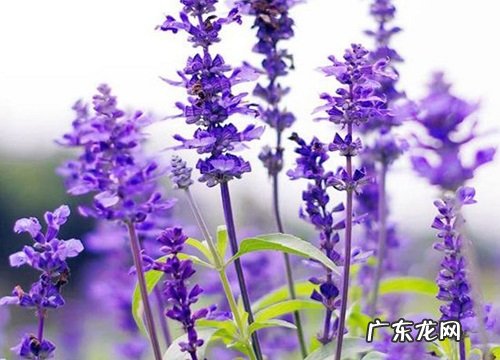 什么花的花语是默默守护的爱