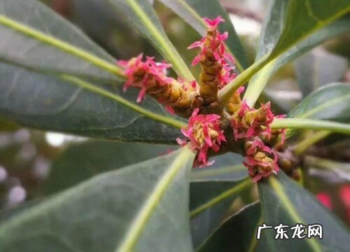 杨梅什么时候开花 开花时间是几月份