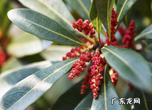 杨梅什么时候开花 开花时间是几月份