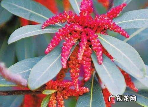杨梅什么时候开花 开花时间是几月份