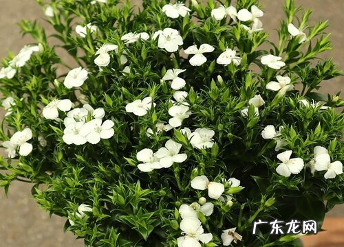 青梅什么时候上市 成熟收获时间