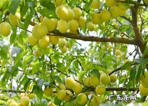 青梅什么时候上市 成熟收获时间