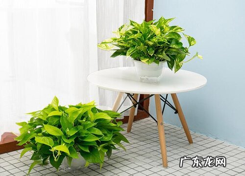 绿萝是种子植物吗