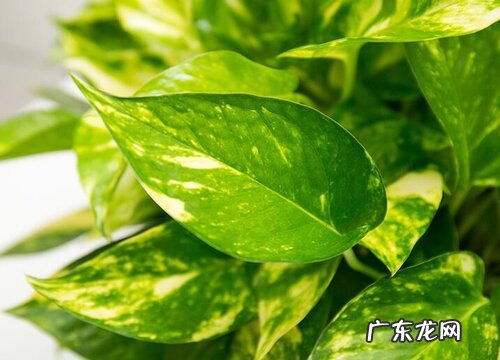 绿萝是种子植物吗