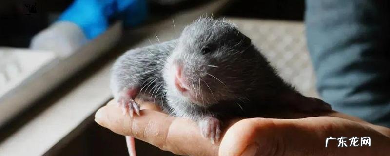 竹鼠养殖场的日常管理，附注意事项