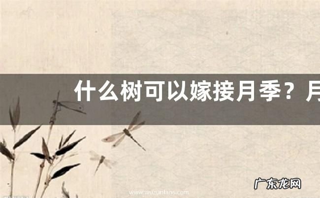 什么树可以嫁接月季?月季嫁接繁殖技术