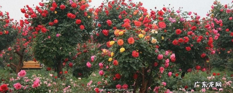 什么树可以嫁接月季?月季嫁接繁殖技术