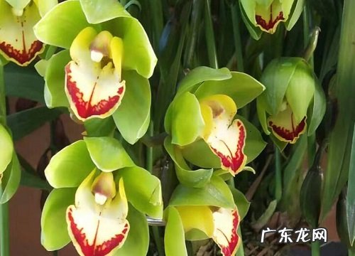 兰草什么时候开花 花期有多长时间