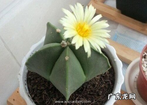 鸾凤玉花期几天 在什么时候开花