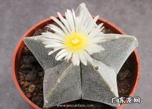 鸾凤玉花期几天 在什么时候开花