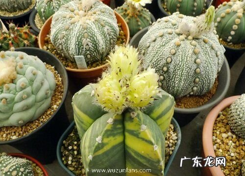 鸾凤玉花期几天 在什么时候开花