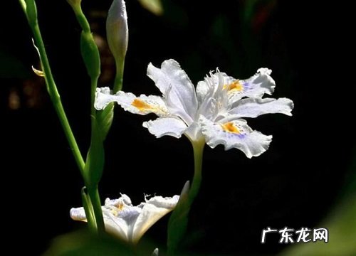 鸢尾花花期几天 开放的时间和季节