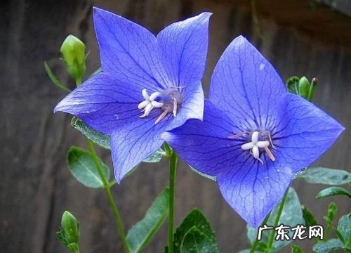 什么花的花语是至死不渝的爱