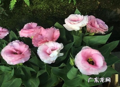 什么花的花语是至死不渝的爱
