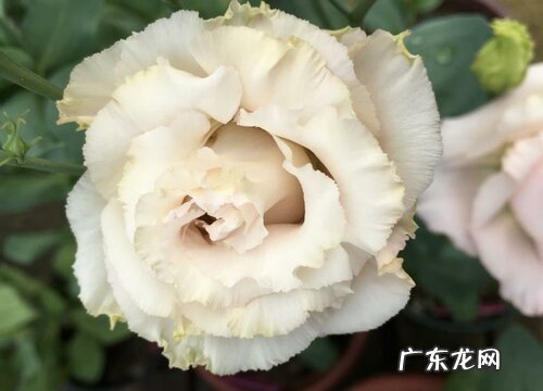 什么花的花语是至死不渝的爱