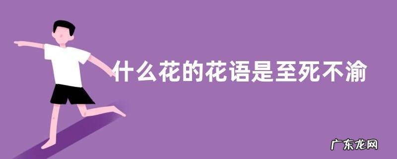什么花的花语是至死不渝的爱