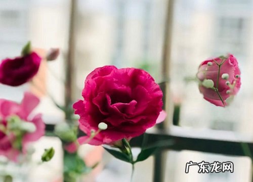 什么花的花语是至死不渝的爱