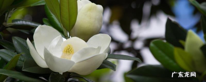 广玉兰什么时候开花？花语是什么