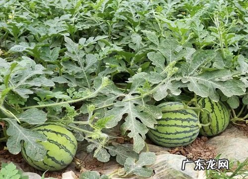 西瓜是藤本植物吗 属于什么植物分类