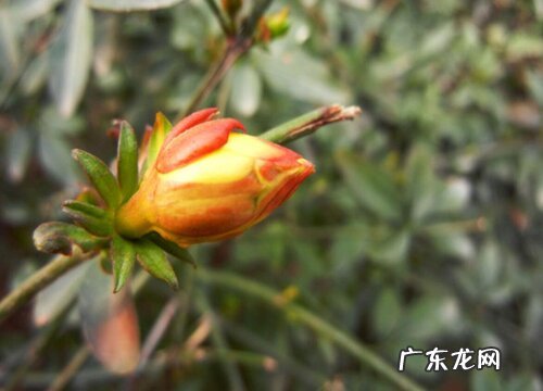迎春花是藤本植物吗 迎春花藤是什么样的