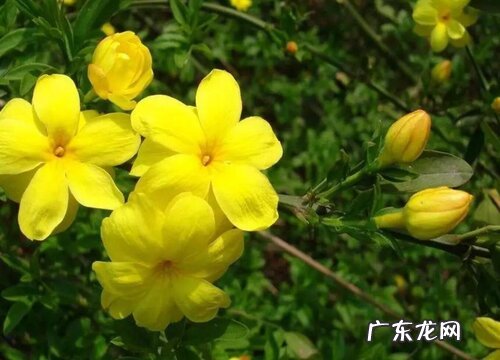迎春花是藤本植物吗 迎春花藤是什么样的