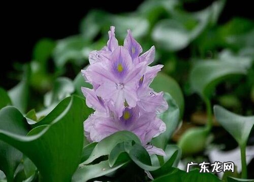 葫芦是藤本植物吗 属于葫芦科的植物