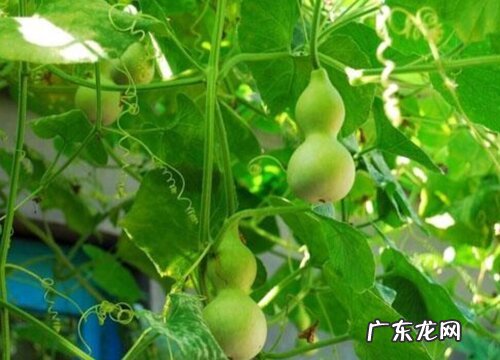 葫芦是藤本植物吗 属于葫芦科的植物