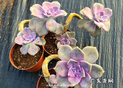 紫乐开花吗 开花什么样子