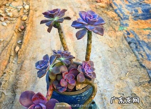 紫乐开花吗 开花什么样子