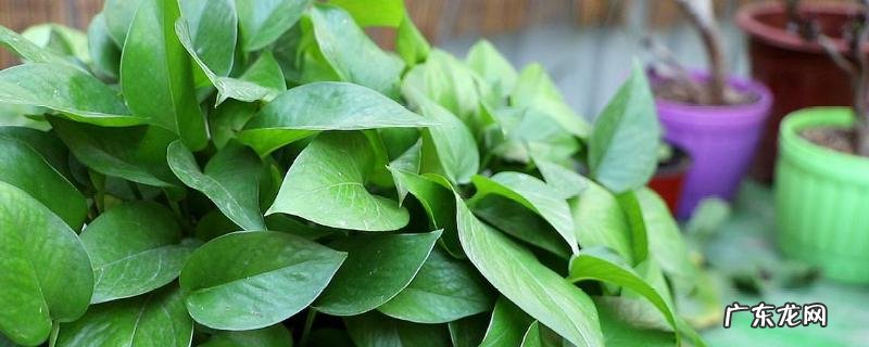 水培绿萝多久换一次水？要经常换水吗