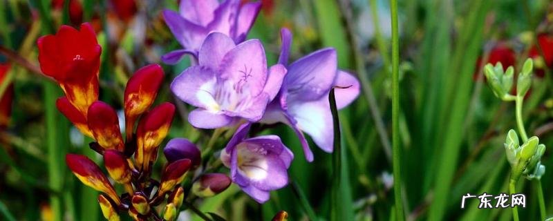 香雪兰什么时候种?香雪兰的开花时间