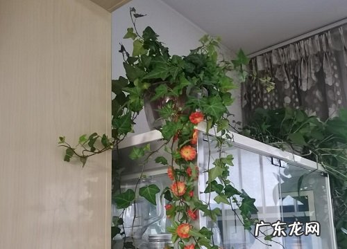 常春藤是藤本植物吗 长什么样子
