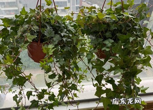 常春藤是藤本植物吗 长什么样子
