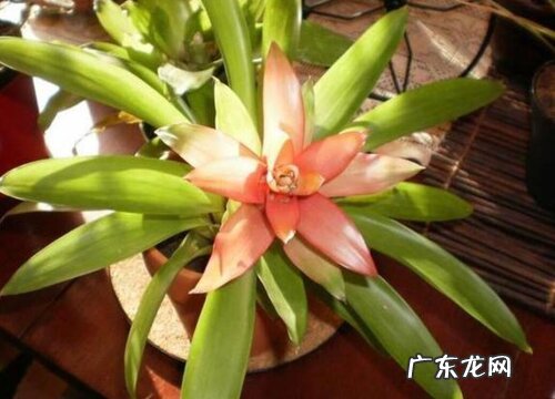 菠萝什么时候开花 开花时间