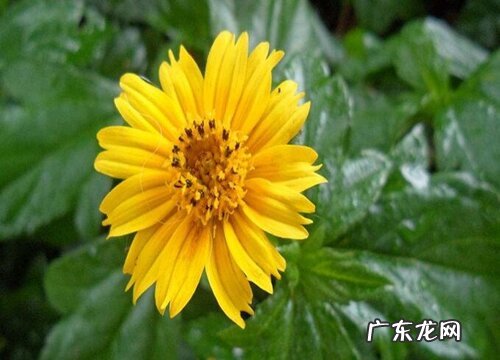 蟛蜞菊是藤本植物吗 属于什么科植物