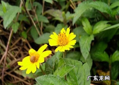 蟛蜞菊是藤本植物吗 属于什么科植物