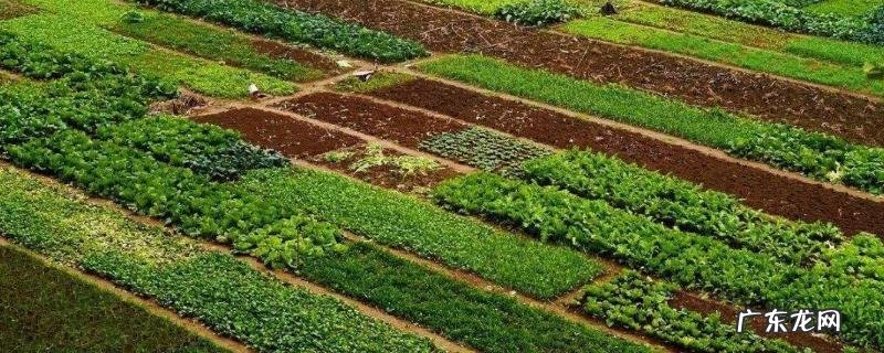 怎样种植蔬菜才能够赚到钱