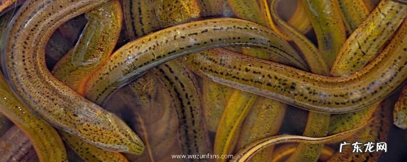 黄鳝养殖五种饲料,有以下五种