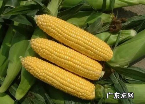 水果玉米适合什么地方种植
