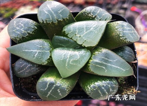 怎么知道玉露该浇水了 刚栽的多肉玉露浇水正确方法