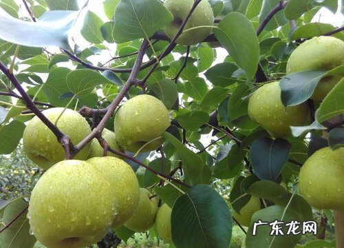 砀山梨产地在什么地方 属于安徽砀山的特产水果