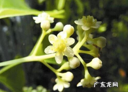 香樟什么时候开花 几月开花