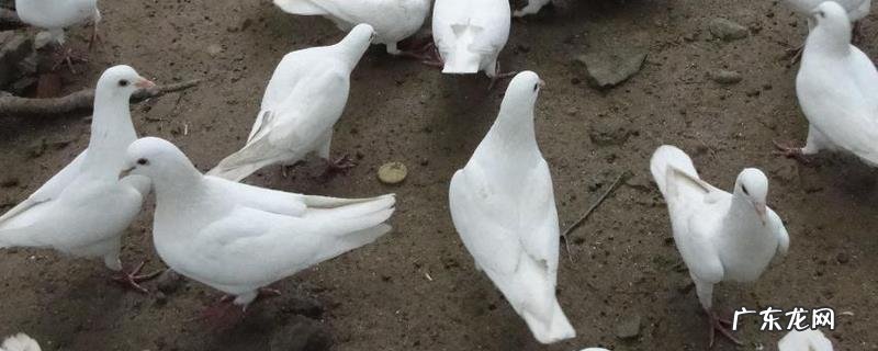 鸽子的生活习性,鸽子是属于一夫一妻制吗