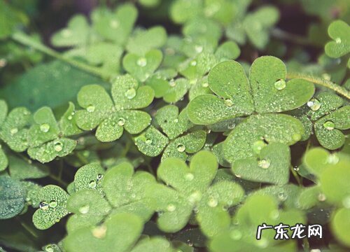 四叶草什么时候开花 在什么季节开花